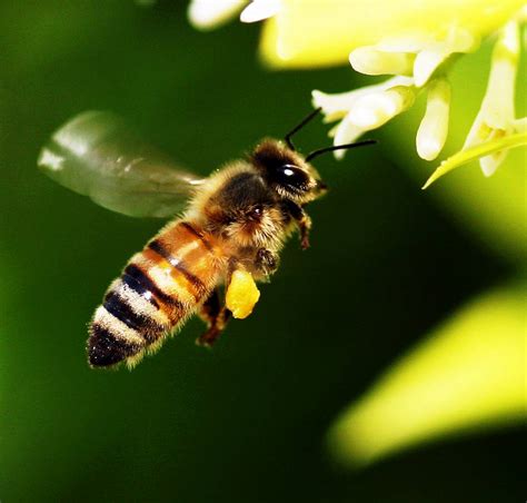 蜜蜂 寓意